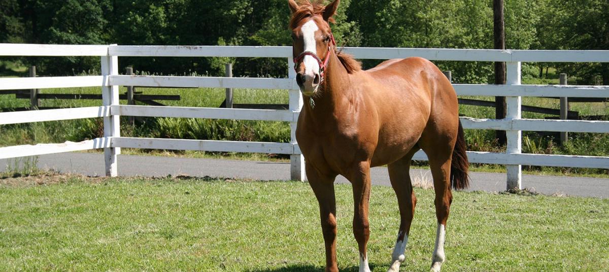 Бизнес-отель "Империал": Конно-спортивный комплекс «Вертикаль»